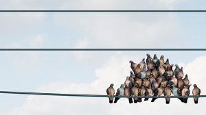 March to The Middle? Herd Behavior Video Economics and Social Media