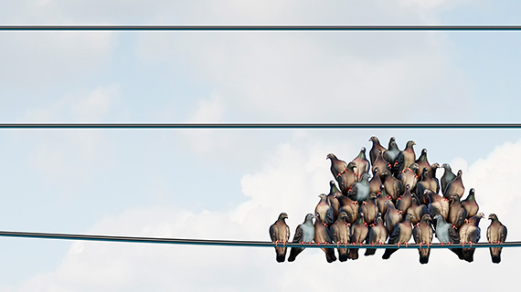 March to The Middle? Herd Behavior Video Economics and Social Media