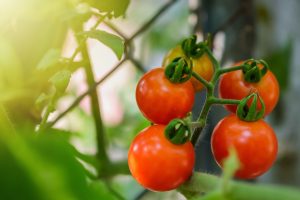 US: Mexican tomato deal “invites antitrust concern,” says FPAA