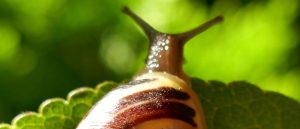 MFN Clauses and Antitrust Enforcement: On a Slow Path to Convergence?