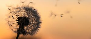 Why Common Shareholdings Should Not be Considered in Merger Analysis