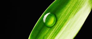 Antitrust Chronicle - Sustainability