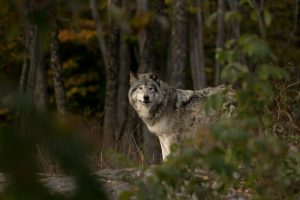 Wolf in the woods