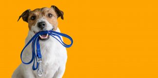 The Taming of Internet Platforms – A Look at the European Digital Services Act