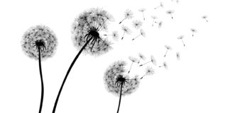 1-The Interoperability Hope by Joshua Gans
